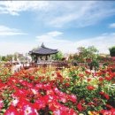 [울산출발] 5월30(토)곡성 장미축제 + 남원 당일투어 이미지