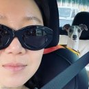 펫드라이브 이미지