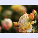 곡성-030 이미지