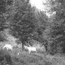 우리목장 이미지