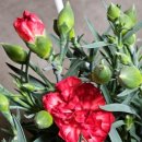 김밥천국 덕산온천점 이미지