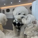 댕스히얼 이미지