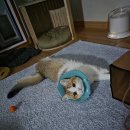 청개구리 | 천안 두쫀쿠 솔직후기｜유행템 버티다 무너진 청개구리의 버터앤코 실먹 리뷰