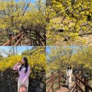 고로쇠마을 | 구례 산수유마을 축제 끝나고 방문 후기