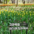 936회 평일낮 화요걷기(2021,4,13) 서울 숲 튤립보러 갑니다, 이미지