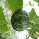 효성농장 이미지