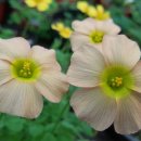 Oxalis Obtusa Yellow River 옐로우 리버 사랑초 이미지