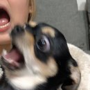 개귀여워 이미지