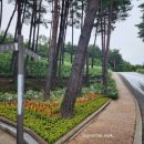 솔향수목원(제3주차장) 이미지
