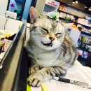 올스타동물의료센터 이미지