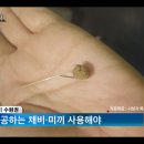 청춘물고기 이미지