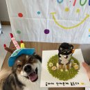 [대전] 오복디저트 전국 택배 가능한 대전 도안동 반려동물 주문 제작케이크 전문점 포장, 가격 주차