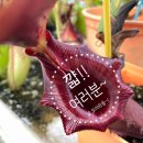 더마켓사사