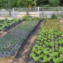 주평농장 이미지