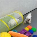 대구애견호텔 애견유치원 모여라솜뭉치 본점 이미지