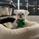 애견백화점 이미지