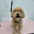 댕실 댕실 이미지