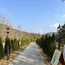 은행나무3길 이미지