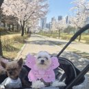 덕분이야모든개 이미지