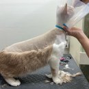달봉이네 대연점 | 부산에서 고양이 미용, 달봉이네 대연점 완벽 소개!