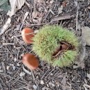 숲속애 휴가 이미지