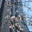 동래중앙늘푸른대학 | [4월 일기] 온 세상이 벚꽃, 대저유채, 온천천 온통 벚꽃, 간식 냠냠