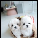 퍼피커뮤니케이션 이미지