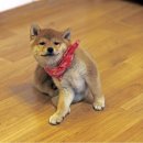 아보