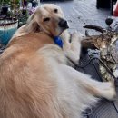 이편한덴탈랩 이미지