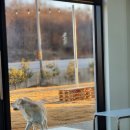 마켓진양호평택점 | [평택/팽성]신상카페 마켓진양호 다녀왔어요!