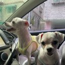 댕이냥이살롱 이미지