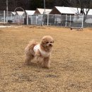 풍경운동장 | 충남애견글램핑 서산 펫앤트리 후기! 꾸레 첫 글램핑, 반려견 운동장까지 완벽