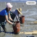 선정은하수꼬막마을 이미지