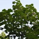 나무가 꿈꾸는 집 이미지