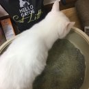 헬로가토스 이미지