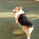 애견천사들 이미지