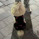 몽슈슈 강아지 이미지