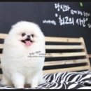 퍼피트렌드 이미지