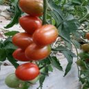 새농민농장 이미지