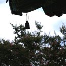 만연사 | 화순 만연사, 배롱나무꽃과 천년 전나무가 함께하는 산사