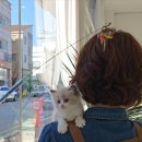 나는 고양이에 빠지다 | 성남고양이가 많은 나는 고양이에 빠지다