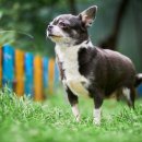 반려동물관리사 이미지