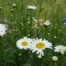 예사랑피아노음악학원 이미지