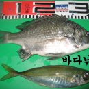 2008년9월15일 조황 이미지