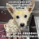 아기강아지 이미지