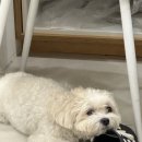 (주)말티 | 구미애견훈련소 말티푸 강아지 산책 짖음과 공격성 교육으로 착한 강아지로 변신한 방문교육 후기