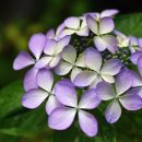 햇살플라워 이미지