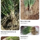 나정약국 | 16.비둘기합체