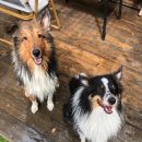 아이조아펫파크 동탄점 이미지