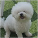 애견천국 이미지